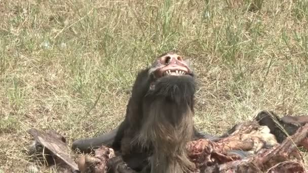 Zoom Skeleton Wildebeest Showing Freshly Eaten Lips Bare Teeth — Stock Video