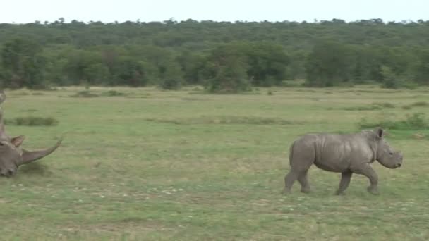 Baby Rhino Runs Infront Mother Shrt Distance Waits Mother — Stock Video