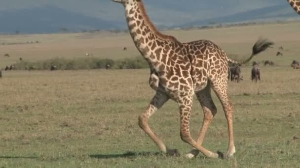 Uma Girafa Não Leva Tempo Para Levantar Uma Possibilidade Sentada — Vídeo de Stock