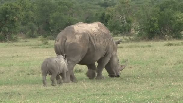 Bébé Rhinocéros Blanc Court Long Mère Pour Suivre Rythme Marche — Video