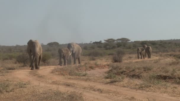 Uma Linha Elefantes Caminhando Direção Câmera Seguindo Estrada Arbusto — Vídeo de Stock