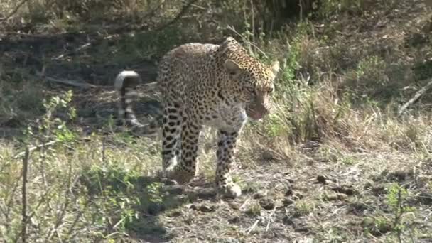 Leopardo Caminha Perigosamente Perto Veículo Turístico Depois Desaparece Uma Vala — Vídeo de Stock