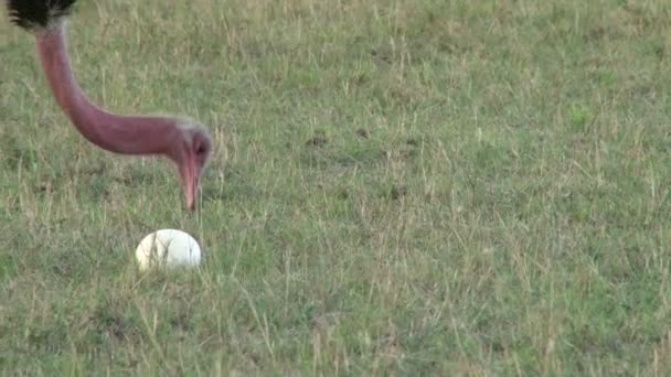 Male Ostrich Tries Break Egg Found Lying Plains Mara — Stock Video