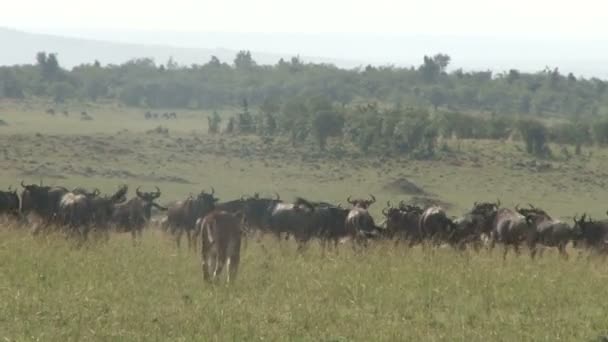  Un lion solitaire marche vers un groupe de gnous mais donne des signes qu'elle ne chasse pas .