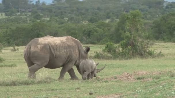 Una Madre Piccolo Rinoceronte Bianco Allontanano Insieme Dalla Telecamera — Video Stock