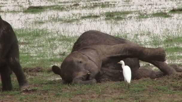 Elefante Bebé Incapaz Ponerse Pie Pantano — Vídeo de stock