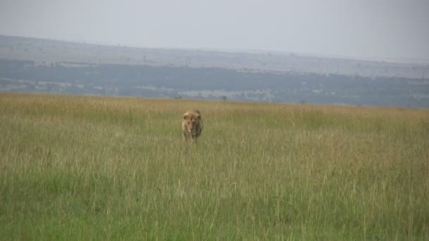 ブラウンはライオンに背の高い草を通してカメラに向かって急いで — ストック動画