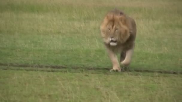 León Macho Grande Corriendo Hacia Cámara — Vídeo de stock