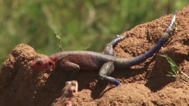 Lagarto Agama Macho Que Aparece Hembra Asiente Con Cabeza Hojas — Vídeo de stock