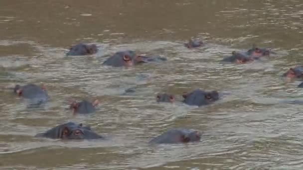 Szkoła Hipopotamów Basenie Hipopotamów — Wideo stockowe