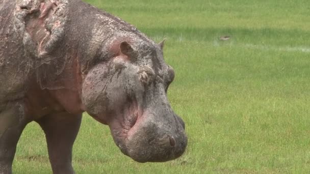 Mycket Svårt Sårad Flodhäst Som Visar Såret Ryggen — Stockvideo