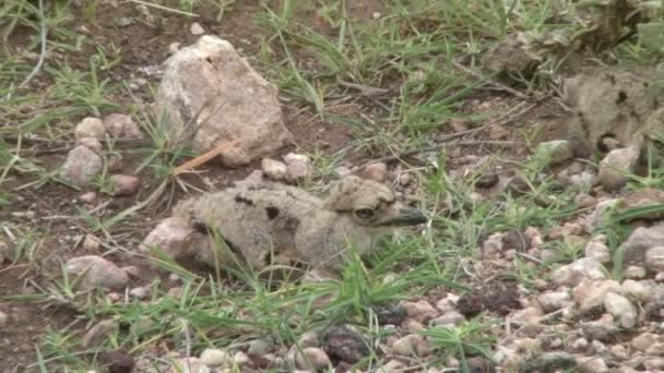 petit oiseau épais se cachant de manière camouflante 