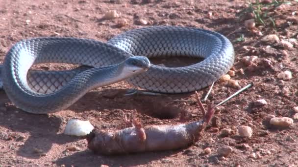 Negro Mamba Serpiente Haciendo Forma Esperando Empezar Comer Rata — Vídeo de stock