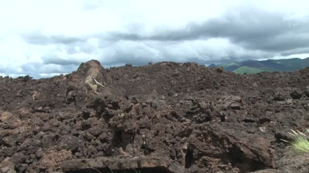 Bored Baboon Looking Lice His Leg Siting Old Volcanic Lava — Stock Video