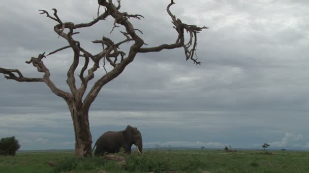 Grote Olifant Probeert Schaduw Onder Boom Zonder Bladeren — Stockvideo