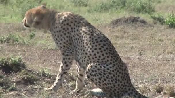 Cheetah Stretching Himself Plains Kenya — Stock Video