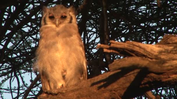 靠近坐在树枝上的大非洲鹰猫头鹰 — 图库视频影像