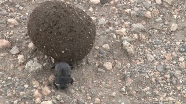 Closeup Dung Beetle Moving Heavy Load Steep Hill — Stock Video