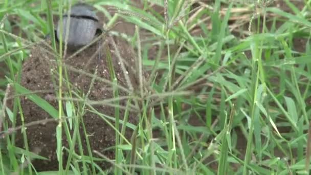 Dung Beetle Climbing Dung Ball Starting Push Ball — Stock Video