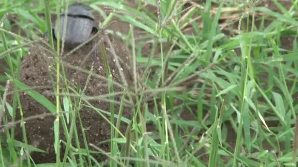 coléoptère de bouse grimper sur la boule de bouse et de commencer à pousser la boule 
