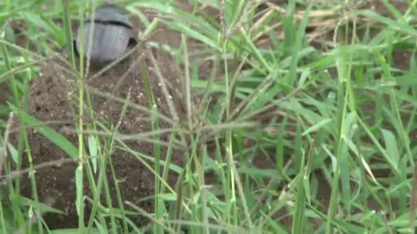 Mestkever Klimmen Mestbal Starten Duw Bal — Stockvideo