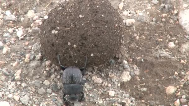 Dung Beetle Miscalculating Mid Section Dung Ball Rolling Right Back — Stock Video