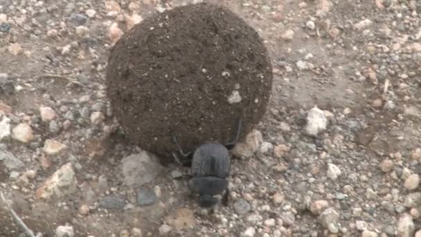 Escarabajo Estiércol Moviendo Una Bola Extremadamente Grande Por Empinada Subida — Vídeo de stock