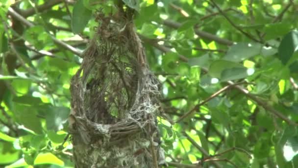 Mały Ptaszek Lecący Jej Gniazda Drzewie Lesie — Wideo stockowe