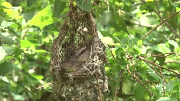 Malý Ptáček Sedí Vejcích Hnízdě Stromě — Stock video