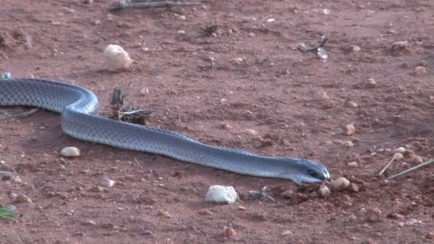 Nahaufnahme Der Länge Der Schwarzen Mamba Schlange — Stockvideo