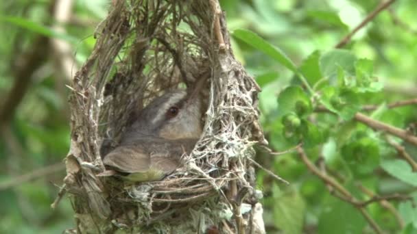 Kleiner Krokodil Sitzt Auf Den Eiern Kleinem Nest — Stockvideo