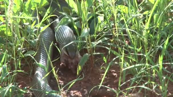 Serpente Processo Comer Rato Toupeira Nos Arbustos — Vídeo de Stock