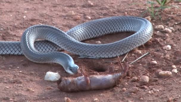 蛇捡起它的猎物 用它遮荫 — 图库视频影像