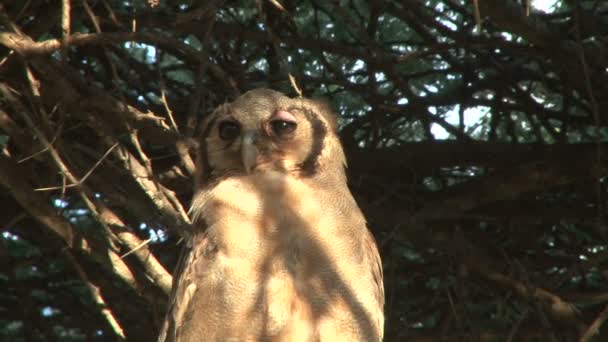 Afrika Kartalı Baykuşu Eşimi Çağırıyor Ağaçta Oturuyor — Stok video