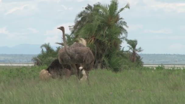 Struisvogel Mannetje Dansen Voor Het Vrouwtje Maar Het Vrouwtje Afwijst — Stockvideo