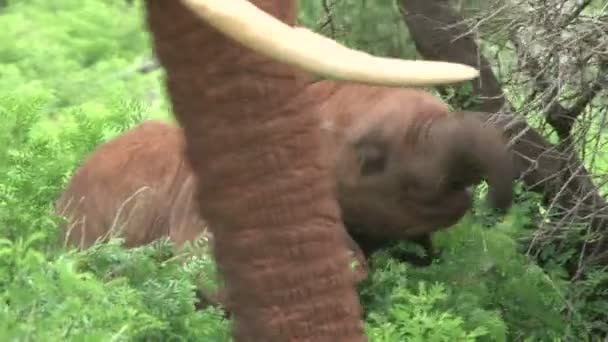 Baby Elephant Learning How Use Trunk Feed — Stock Video