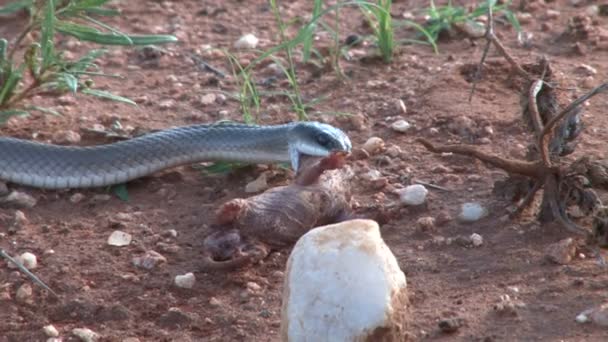 Svart Mamba Orm Flyttar Bort Till Busken Med Dödande Råtta — Stockvideo