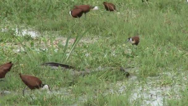 猫鱼通过干燥沼泽地从水中暴露出来 — 图库视频影像