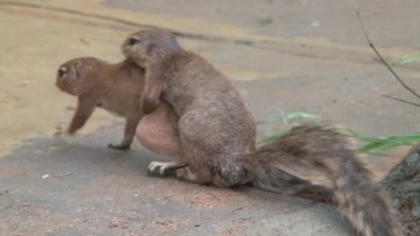 Dvě veverky milují páření na zemi - Stock záběr