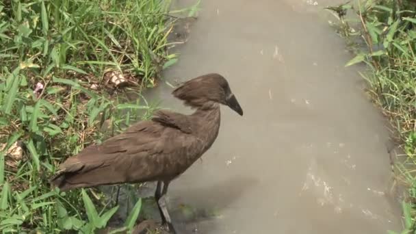 Hammerkop鸟在慢速移动的河里捕鱼 — 图库视频影像
