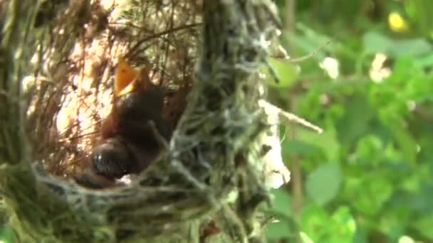 Petits Oiseaux Éclos Bouche Ouverte Pour Être Nourris — Video