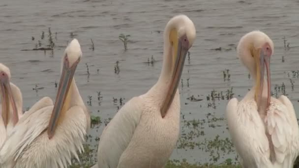 Pelicans Organizzare Loro Piume Durante Riposo — Video Stock