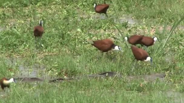 Receding Water Level Swamp Reveals Catfish Trying Get Back Deep — Stock Video