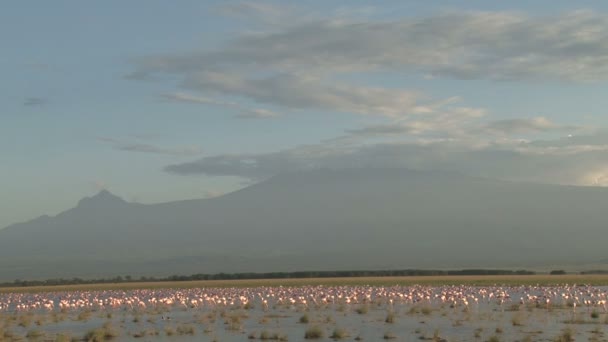 Růžoví Plameňáci Krmí Létají Pod Zamračenou Horou Kilimandžáro — Stock video