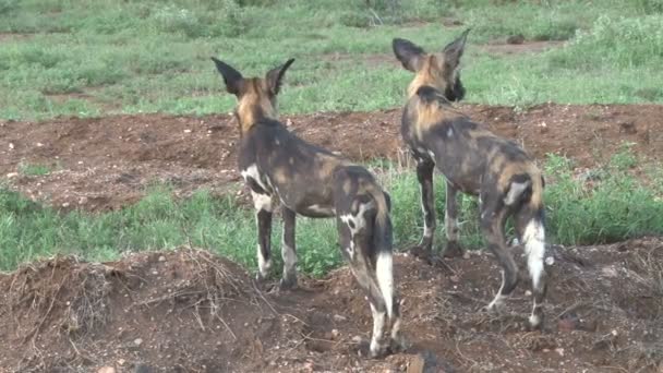 Deux Chiens Chasse Observant Une Proie Loin — Video