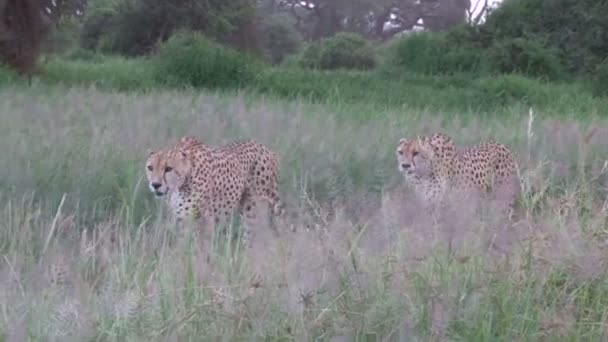 Two Male Cheetahs Walking Path Long Gras — Stock Video