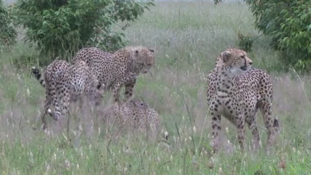 Dziecko Impala Próbuje Uciec Młodych Gepardów — Wideo stockowe
