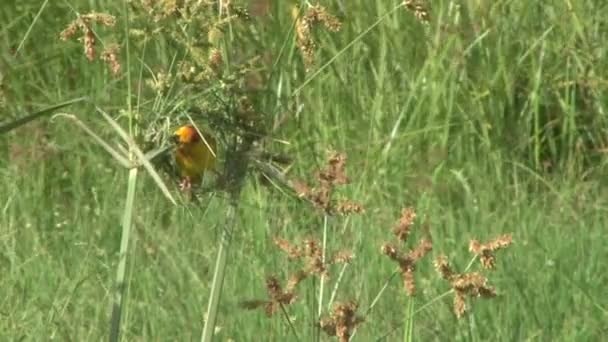 Obserwuj Złoty Tkacz Ptak Budujący Swoje Zawiłe Gniazdo — Wideo stockowe