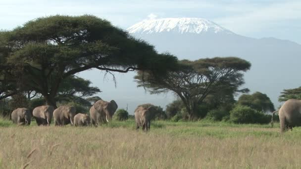 Una Hermosa Toma Monte Kilimanjaro Con Elefantes Una Sola Fila — Vídeos de Stock