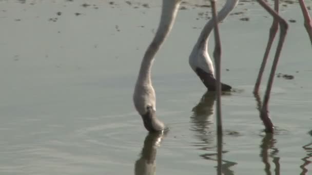 Close Reflection Flamingos Feeding Saline Lake — Video